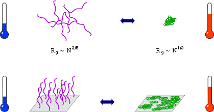 PNIPAM déplié à basse température (Rg∼Nˆ(3/5)) et PNIPAM effondré à plus haute température (Rg∼Nˆ(1/3))